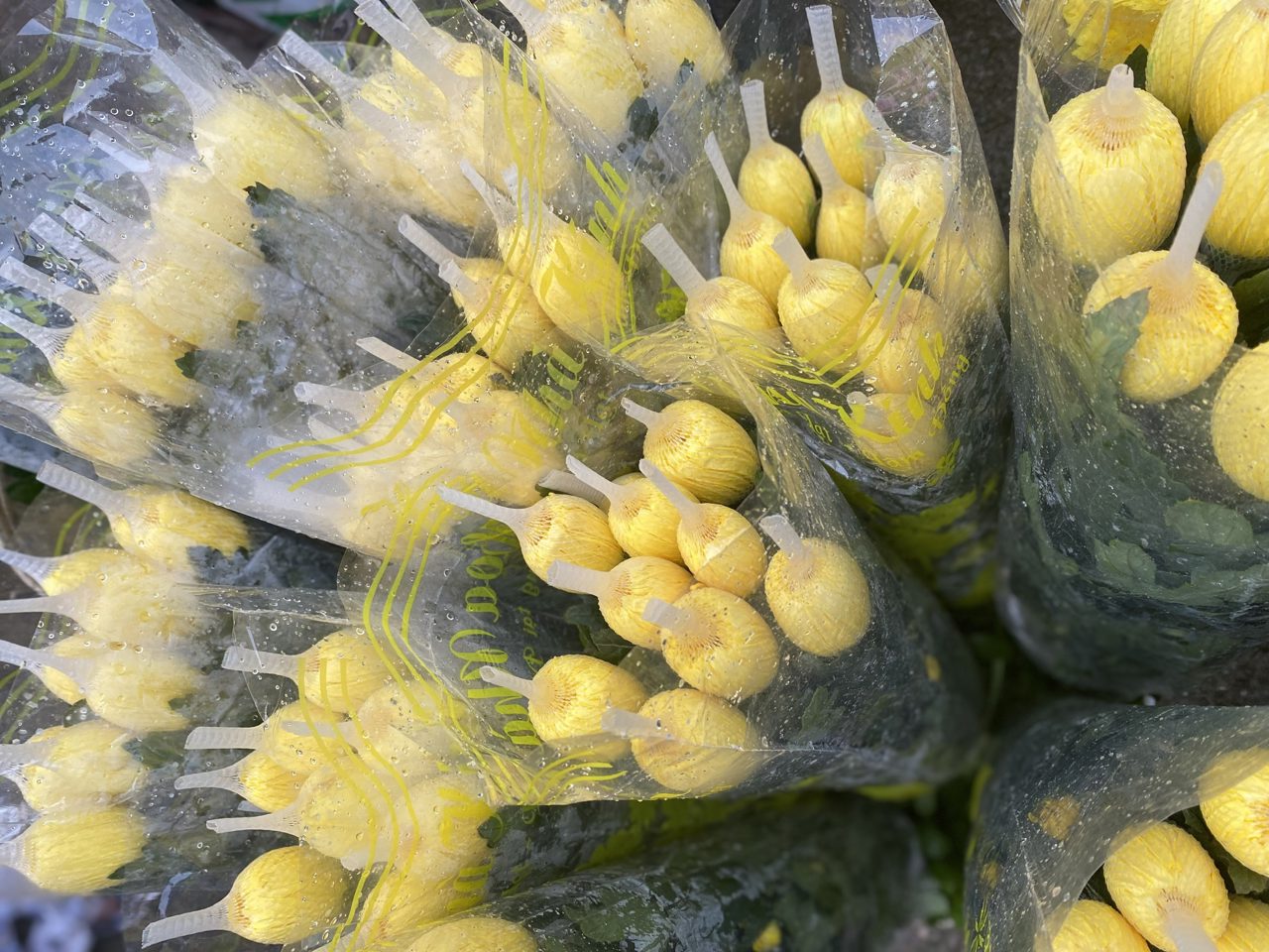 Lưới cứng