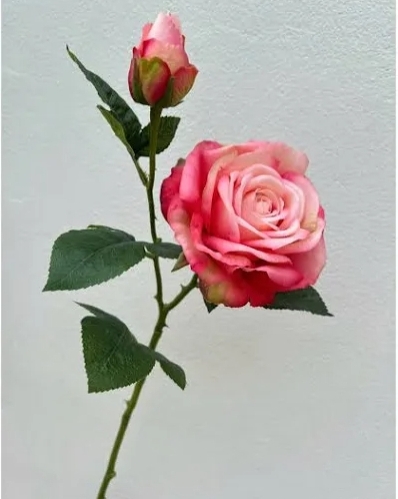 Hoa Hồng Đỏ
