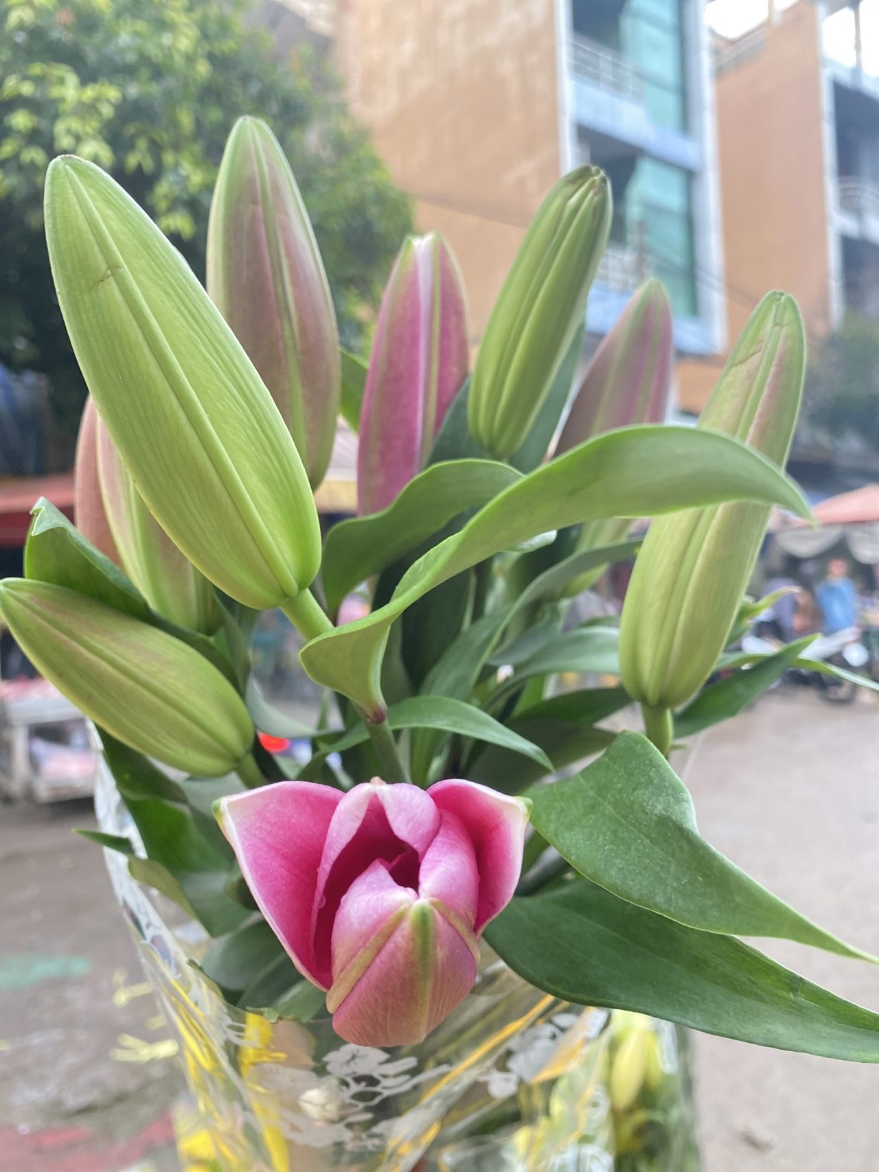 Ly Hồng