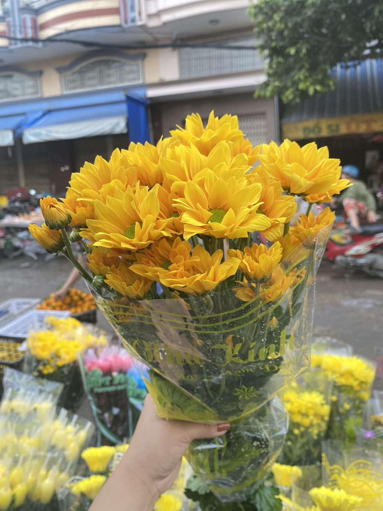 Cúc Vàng Lớn