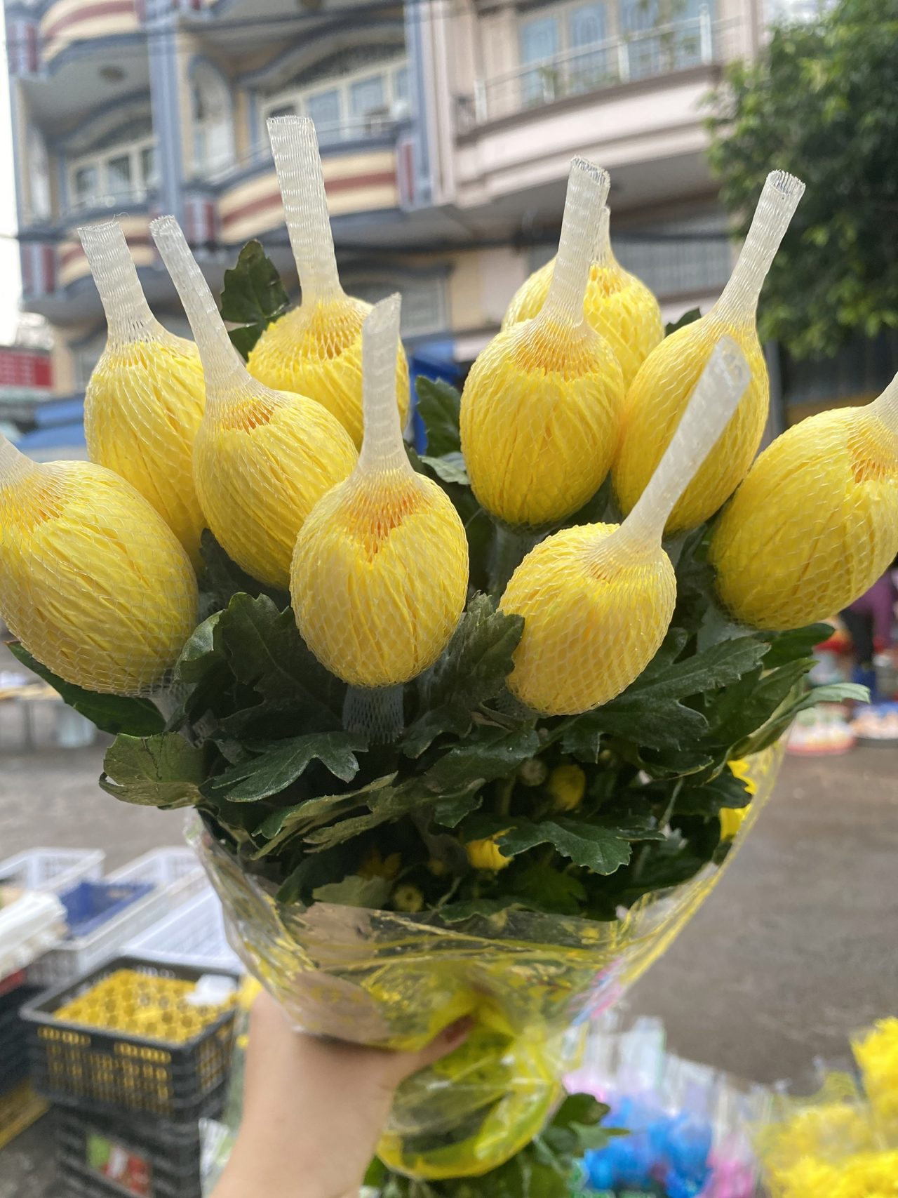 Cúc Vàng Nụ
