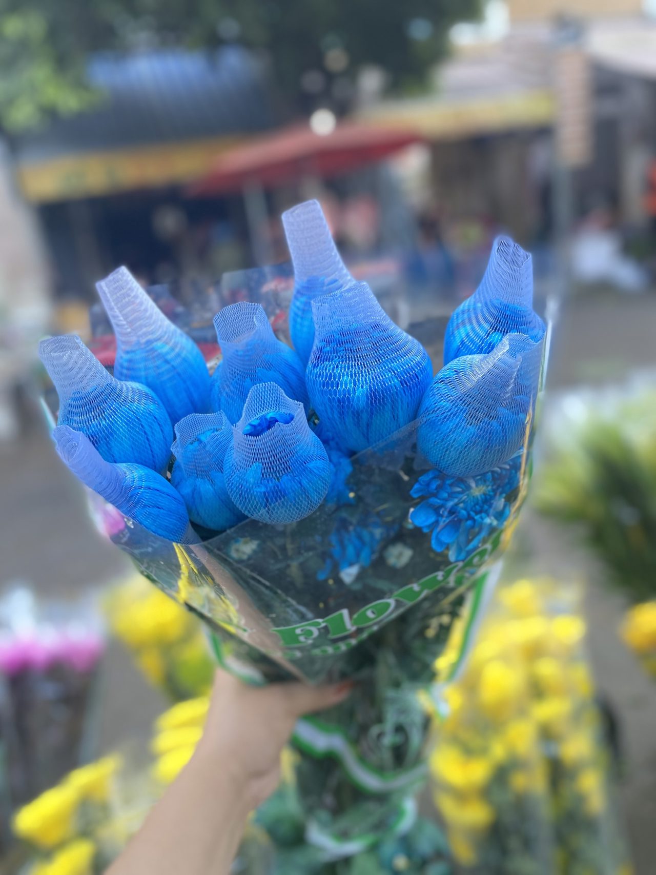 Cúc Bi Nhuộm Màu