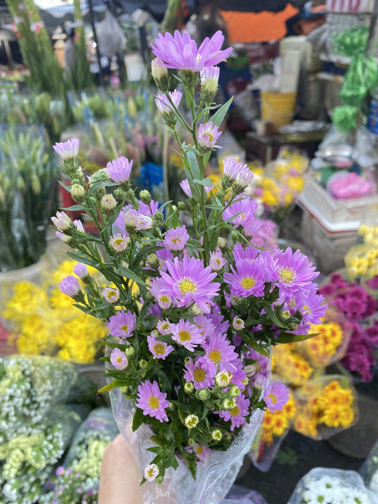 Aster Tím