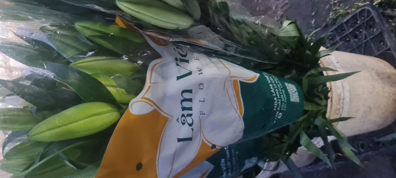 Ly Vàng lâm viên