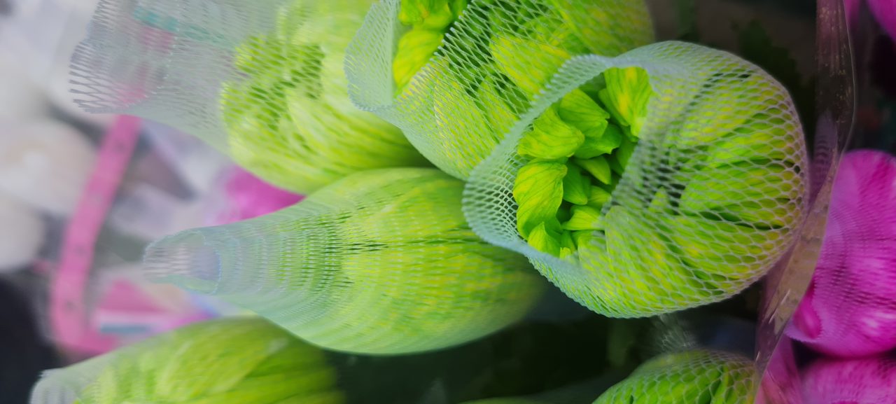 Cúc nhuộm xanh lá