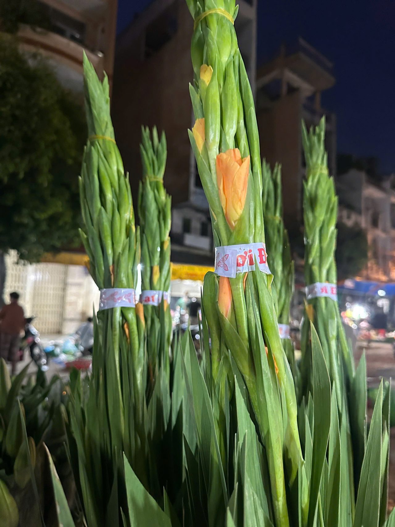 Huệ cam